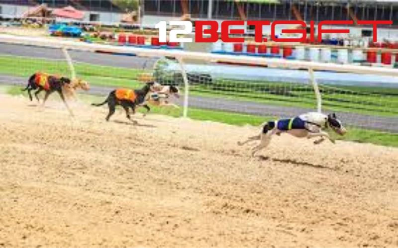 Tổng quan về cá cược đua chó 12Bet