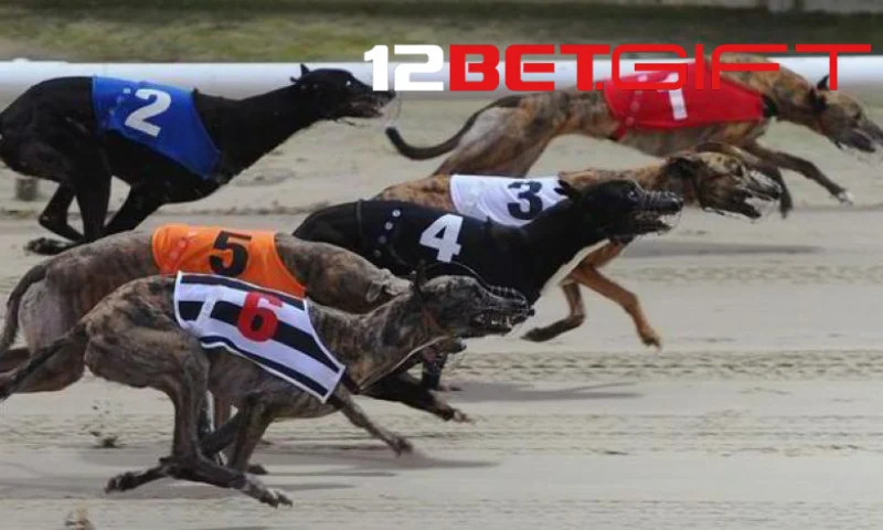 Cược đơn trong cá cược đua chó 12Bet